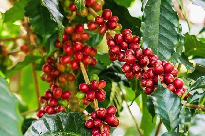 Materuni waterfalls and coffee Tour - Starting with coffee on the slopes of Kilimanjaro