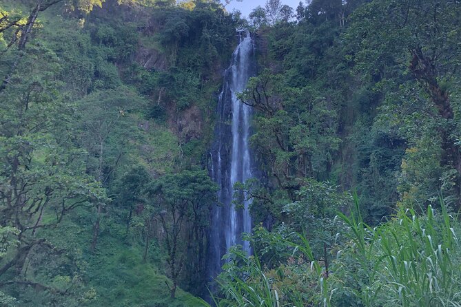 Materuni Waterfalls & Coffee Tour - Walking through coffee trees and banana plants