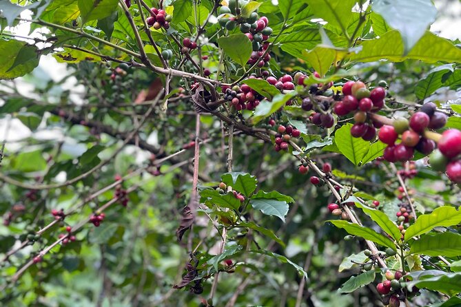 Materuni Waterfalls & Coffee Tour - Coffee from plantation to cup
