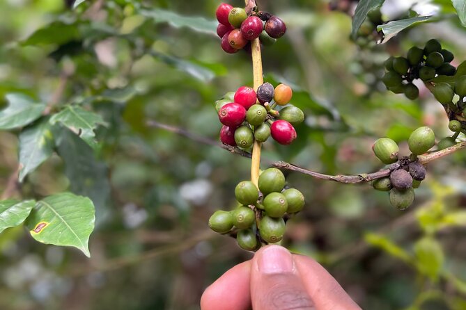 Materuni Waterfalls & Coffee Tour - What the private guide changes