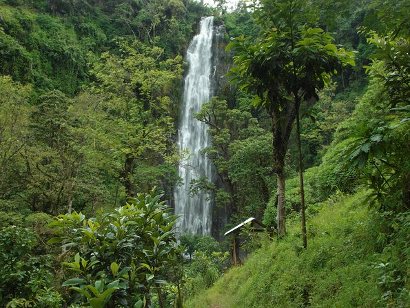 Materuni Waterfalls & Coffee Tour from Moshi - The 30-minute walk through the foothills