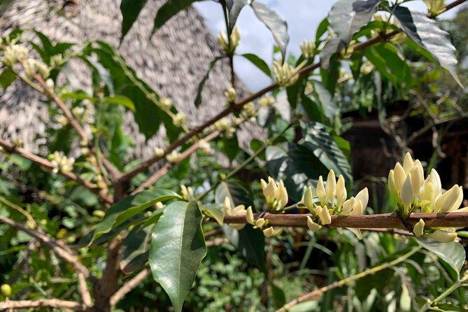 Materuni Waterfalls Hiking Tour with Coffee and Traditional Meal - A Chagga lunch in Materuni