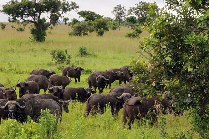 Mikumi National Park 2 Days/ 1 Night - Day two: morning wildlife, lunch, and the long return