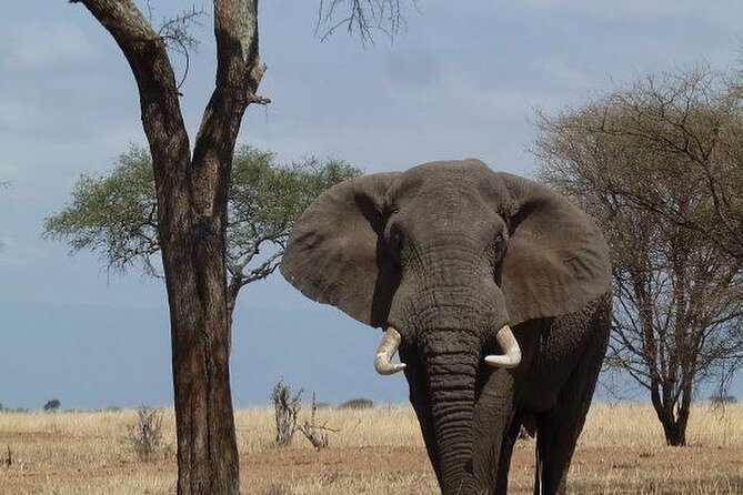Mikumi National Park 3 Day Tour - Why Mikumi Works Well From Dar es Salaam