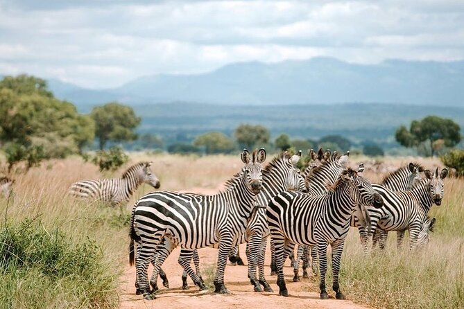 Mikumi National Park 3 Day Tour - Staying Overnight and Managing the Pace