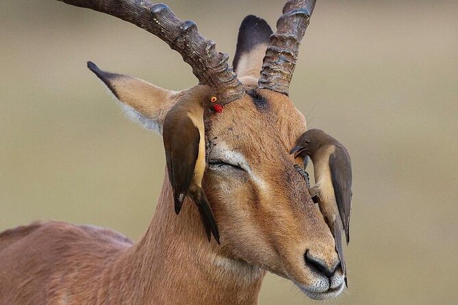 Mikumi National Park 3 Day Tour - What the Service Record Tells You