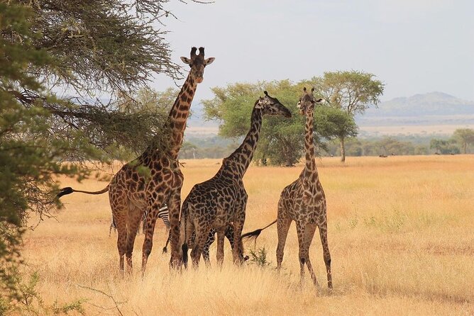Mikumi National Park 3 Day Tour - Who Should Book This Safari?