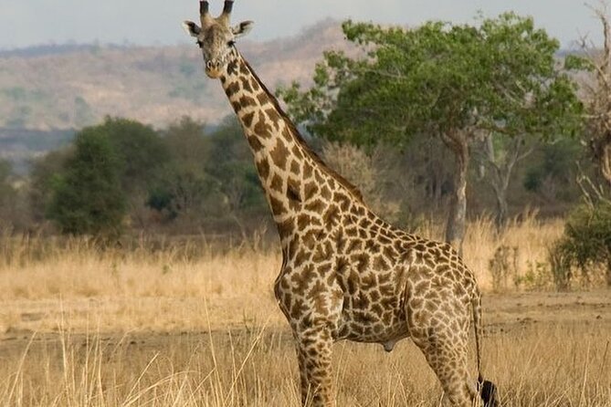Mikumi National Park 3 Day Tour - Should You Book the Mikumi Three-Day Tour?