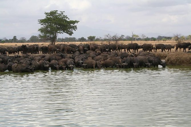 MIKUMI NATIONAL PARK - 3 Days - Day 2: The main seven-hour game drive