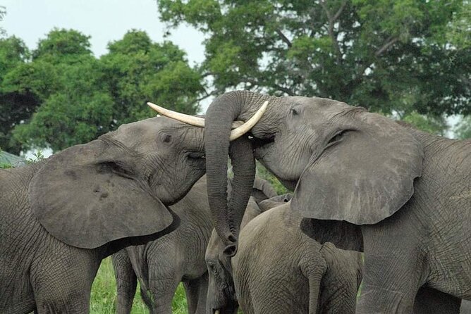 Mikumi National Park Day Trip - Key Points Before You Book
