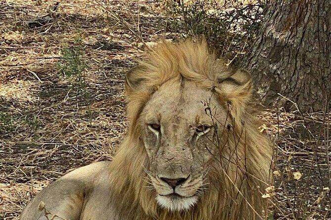 Mikumi National Park Day Trip - Why Mikumi Works as a One-Day Safari