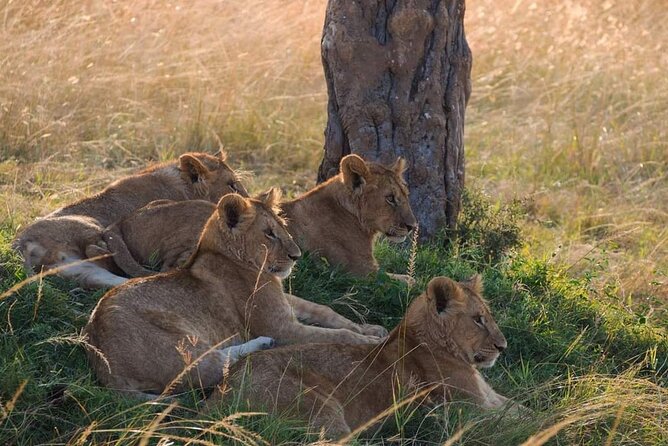 Mikumi National Park Day Trip - The 4x4 Game Drive from 8:30 AM