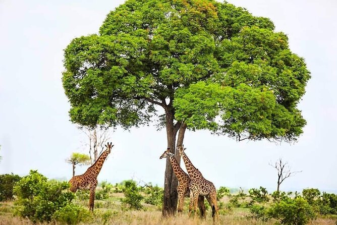Mikumi National Park Day Trip - Animals You Could See in Mikumi