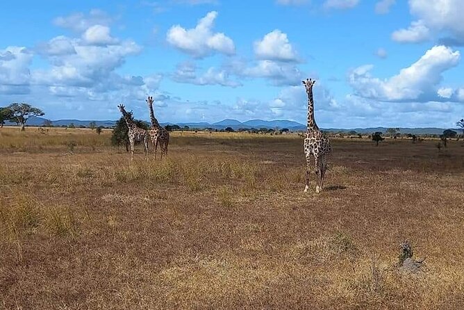 Mikumi National Park Day Trip - The Guides Make a Major Difference