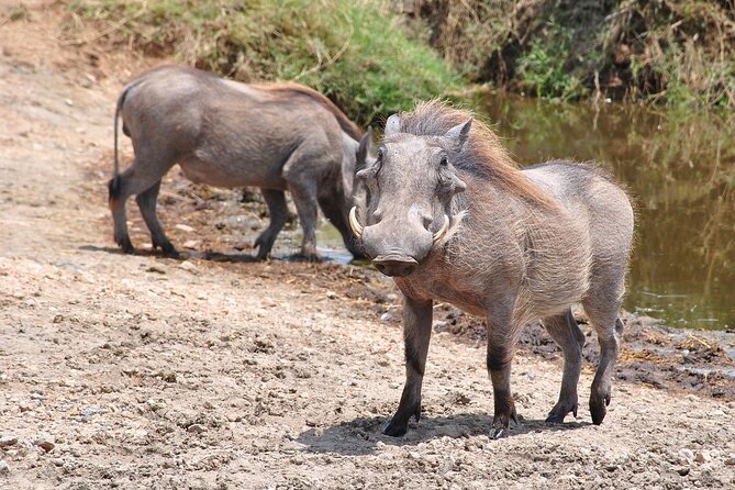 Mikumi National Park Day Trip by Train From Dar Es Salaam - Why Mikumi works as a one-day safari
