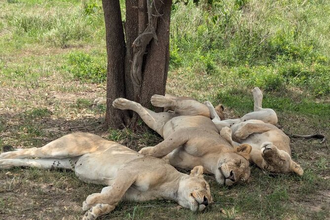 Mikumi National Park Day Trip by Train From Dar Es Salaam - What the $390 price includes