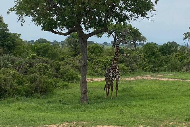 Mikumi National Park Day Trip by Train From Dar Es Salaam - Who should book this Mikumi day trip?