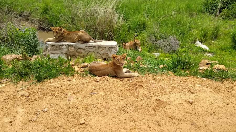 Mikumi National Park Day Visit - Key points to know before booking