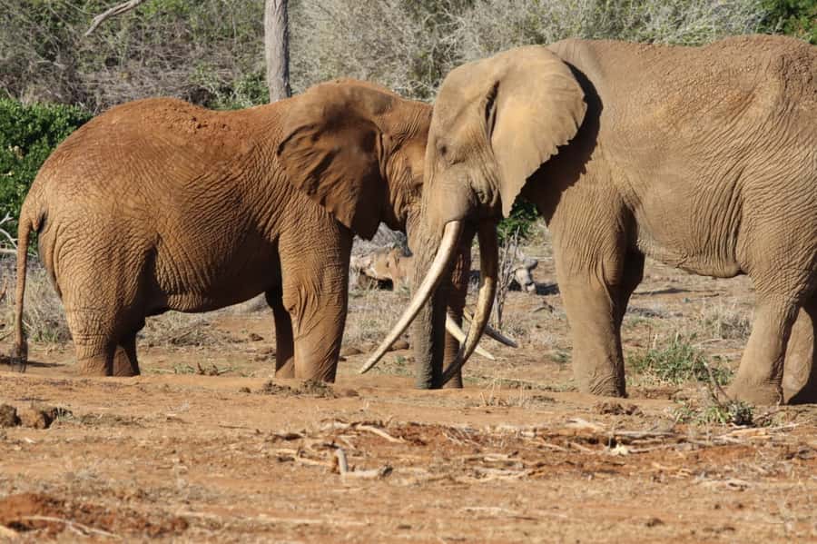 Mikumi National Park Day Visit - Why Mikumi works as a one-day safari from Zanzibar