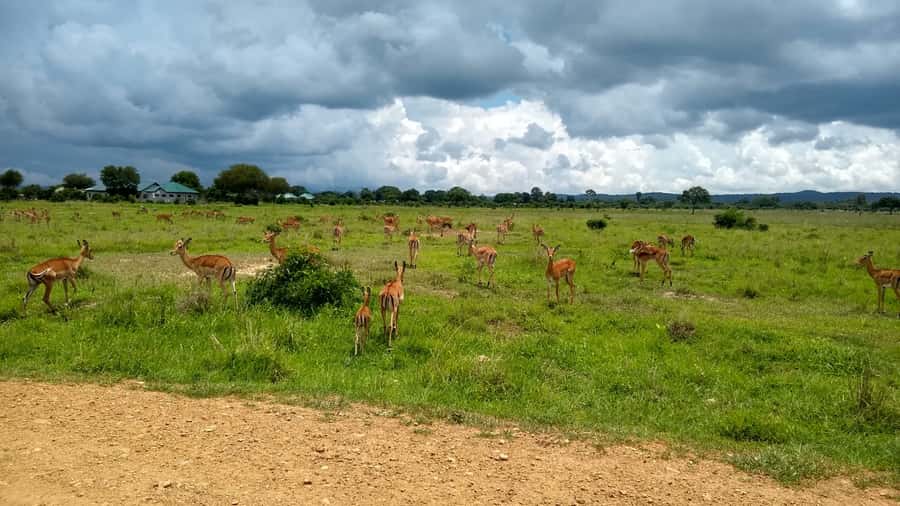 Mikumi National Park Day Visit - The 7:15 AM flight and arrival at Mikumi Airstrip