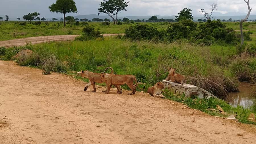 Mikumi National Park Day Visit - What the 8:30 AM to 3:30 PM game drive feels like
