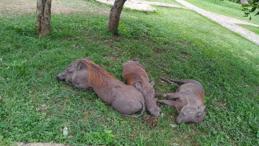 Mikumi National Park Day Visit - The animals you have a realistic chance to see