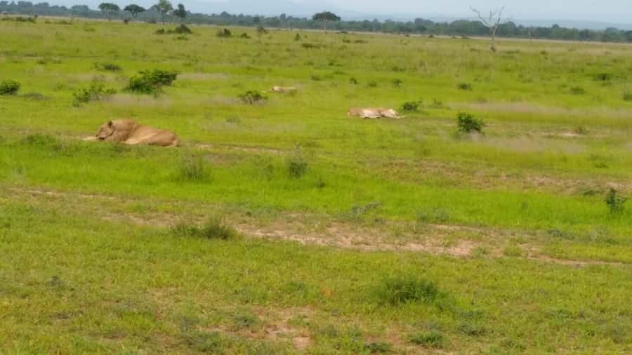 Mikumi National Park Day Visit - The return flight and 7:00 PM hotel drop-off