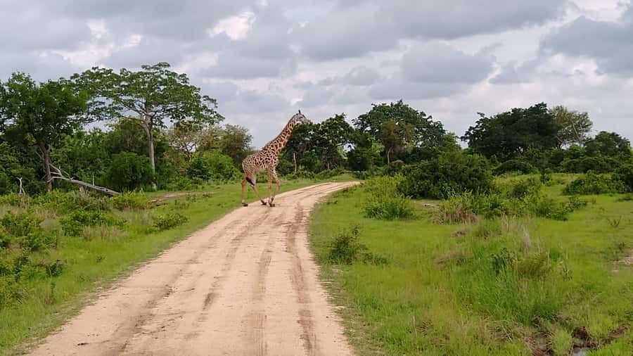 Mikumi National Park Day Visit - Is $560 good value for this day trip?