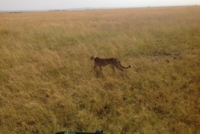Mikumi national park full day tour from Dar es sallam - Why Mikumi works for a one-day safari
