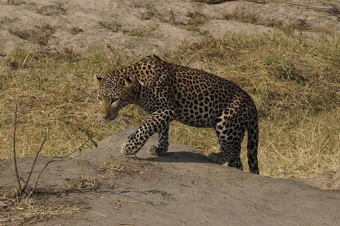 Mikumi National Park in a Day - A Day Tour from Morogoro - Leaving Morogoro at 5:30 a.m.