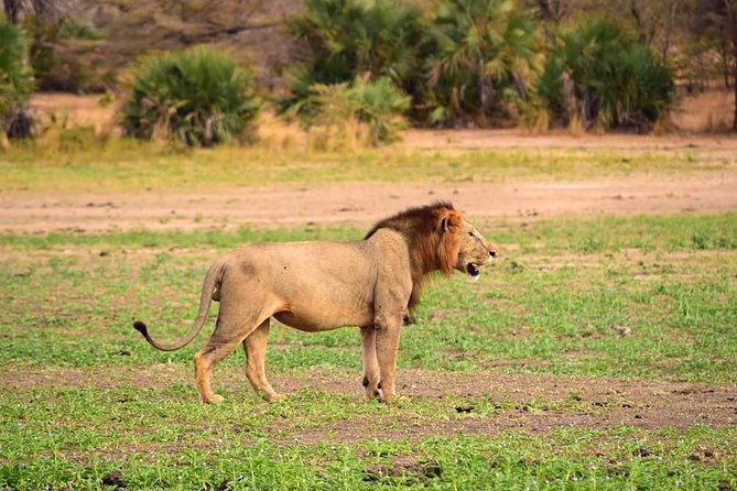Mikumi National Park in a Day - A Day Tour from Morogoro - Wildlife Encounters Without a Script