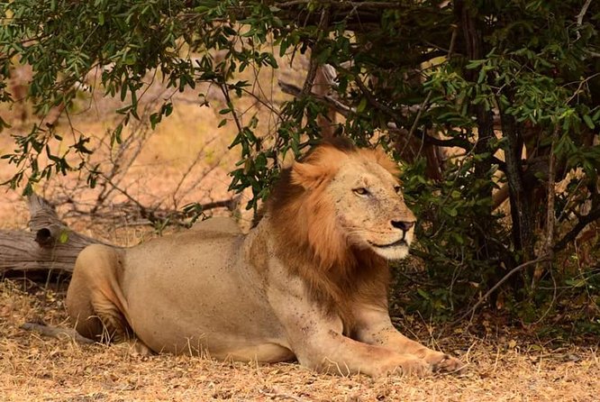 Mikumi National Park in a Day - A Day Tour from Morogoro - Meals, Comfort, and the Long Afternoon