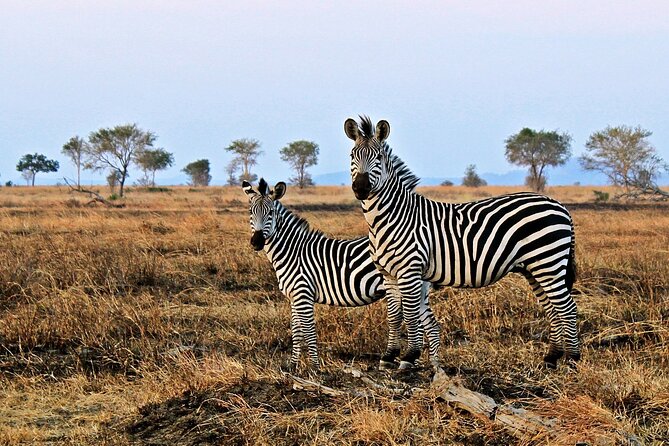 Mikumi National Park & Udzungwa Water Falls 3 Days Group Tour - Day two: Udzungwa’s forest trails and waterfalls