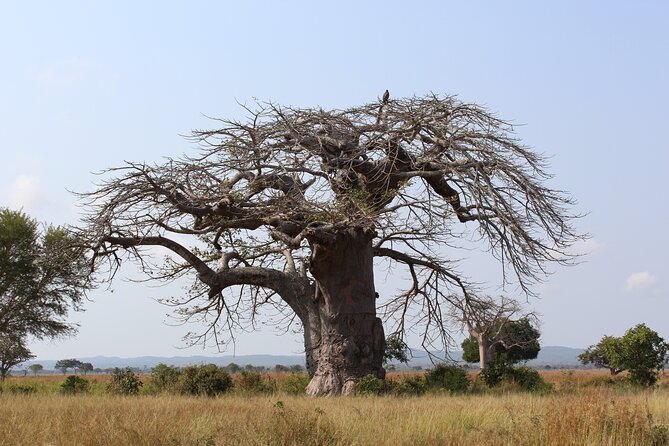 Mikumi National Park & Udzungwa Water Falls 3 Days Group Tour - Who should choose this itinerary?