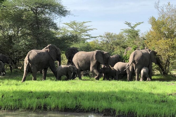 Mikumi Safari Tour: Day Trip Return Flight From Zanzibar - Why this Zanzibar to Mikumi trip makes sense