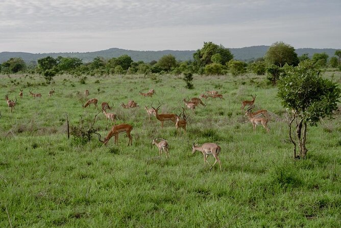 Mikumi Safari Tour: Day Trip Return Flight From Zanzibar - Who will enjoy this safari most