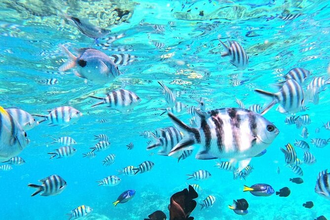 Mnemba Atoll - What the $85 price really covers