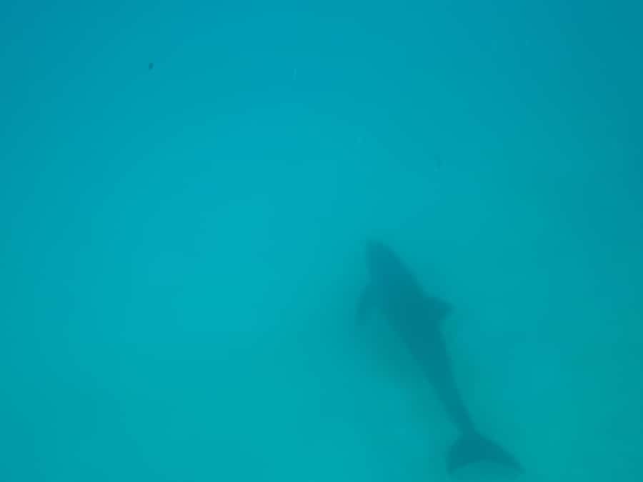 Mnemba dolphin & snorkel: from matemwe, pwani, kwingwa, Uroa - Swimming near wild dolphins