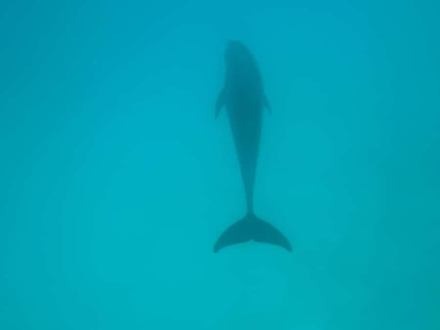 Mnemba dolphin & snorkel: from matemwe, pwani, kwingwa, Uroa - Second stop: coral reefs and Finding Nemo fish