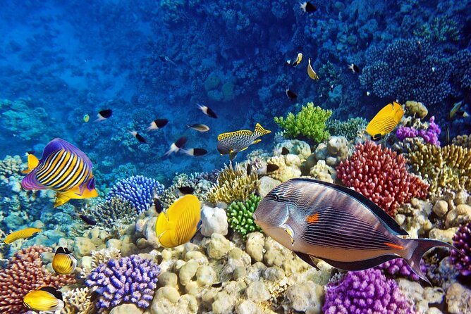 Mnemba Dolphin Tour, Clear Kayak, Cooking Class, Horse Riding - A long Zanzibar day, starting at 8:00 am