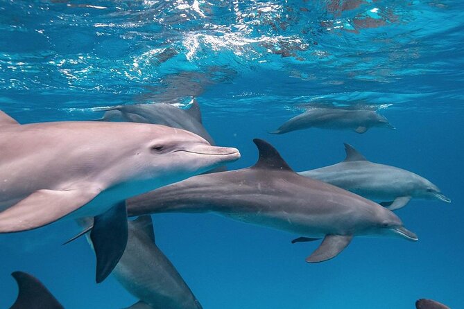 Mnemba Dolphin Tour, The Island Pongwe, Blue Lagoon, Starfish Tour, The Rock - Blue Lagoon at Michamvi: another look at Zanzibar’s reefs