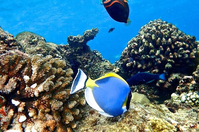 Mnemba Dolphin Tour, The Island Pongwe, Blue Lagoon, Starfish Tour, The Rock - Starfish Beach at Pingwe: gentle water and a close look at starfish