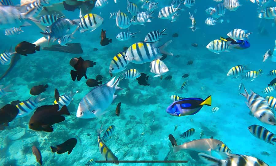 Mnemba Island: Dolphin Swim & Snorkeling with Optional Lunch - Key points before you book