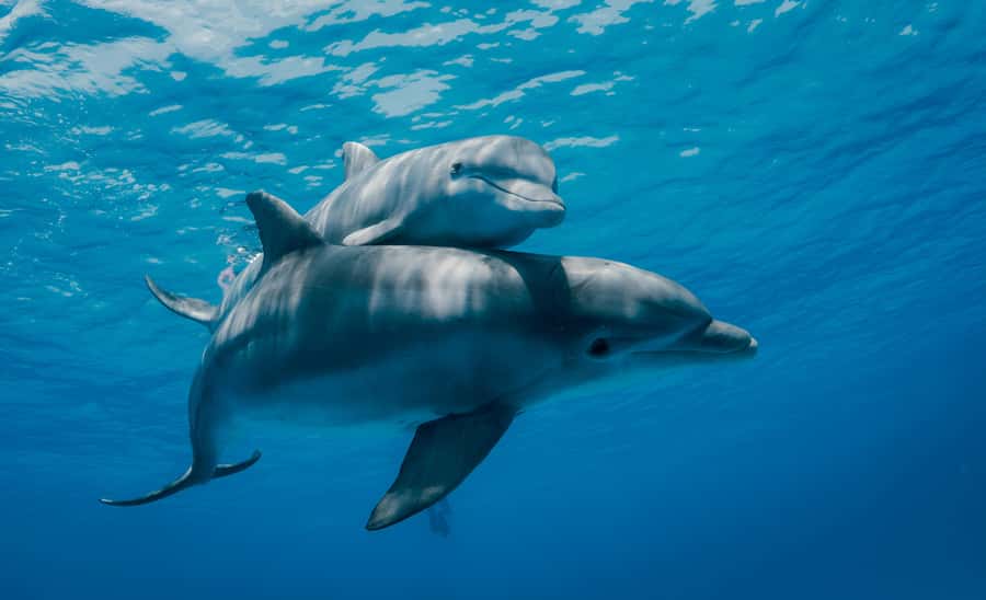 Mnemba Island: Dolphin Swim & Snorkeling with Optional Lunch - The dolphin encounter: thrilling, busy, and ethically complicated