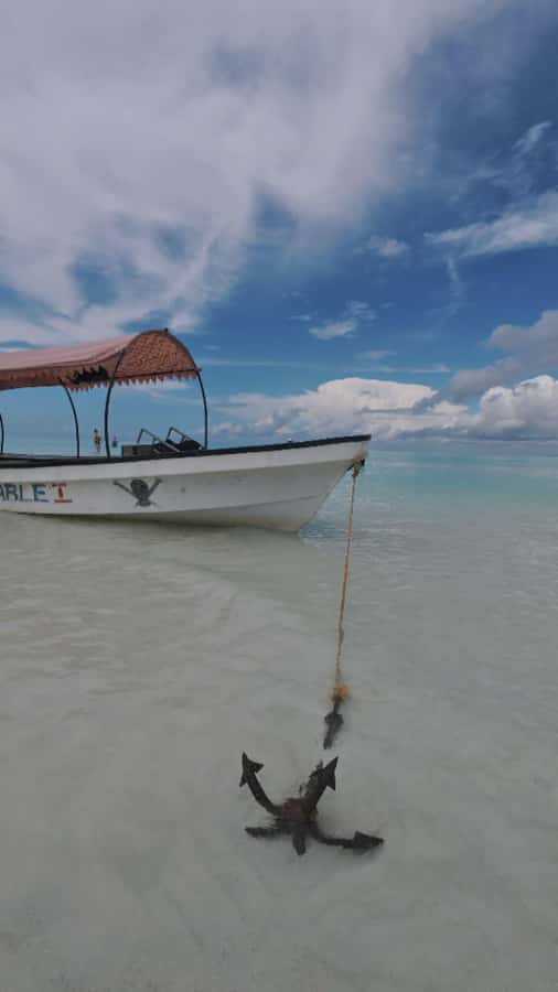 Mnemba Island: Dolphin Swim & Snorkeling with Optional Lunch - The optional lunch and what it adds