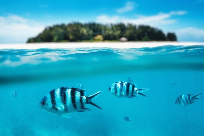 Mnemba Island Half Day Live Aquarium With Transfer - Zanzibar - Fruit snacks, drinks, and what to pack