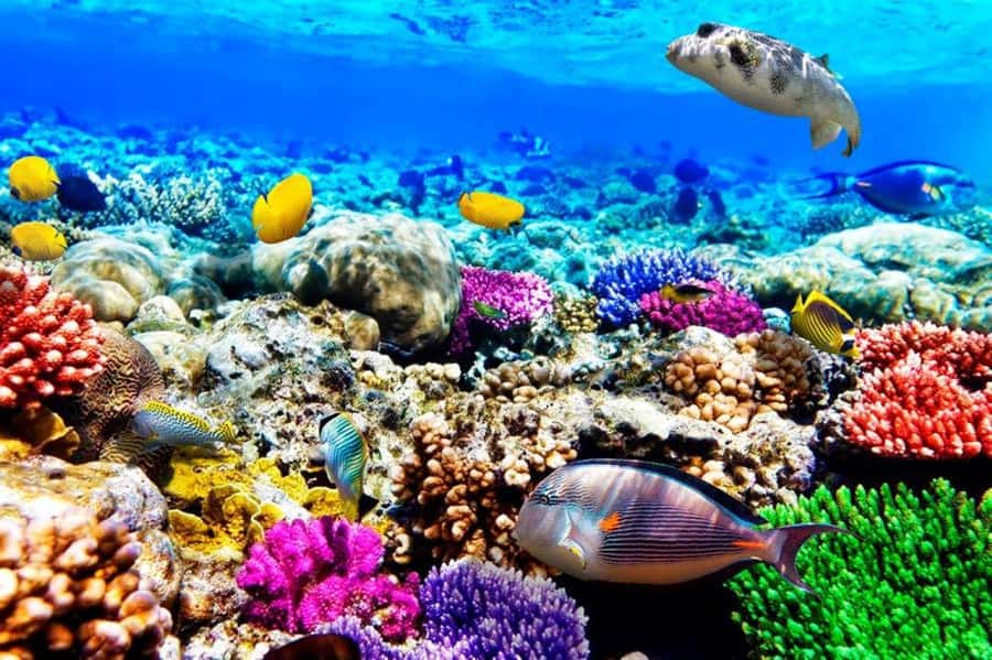 Mnemba Island, Jozani Forest, Kuza Cave, The Rock Restaurant - Key points to know before booking
