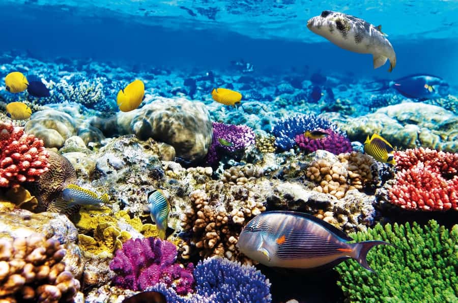 Mnemba Island, Jozani Forest, Starfish Adventure, The Rock - Mnemba Atoll: dolphins, snorkeling, and a shallow sandbank