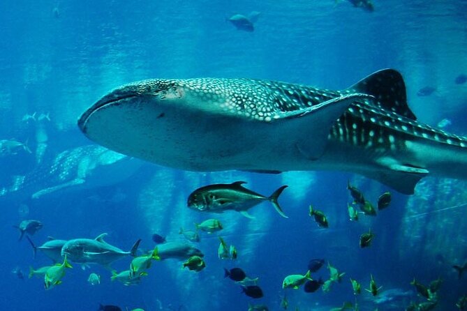 Mnemba Island Marine Safari Snorkeling and Dolphin Watching - Wild dolphins near Mnemba Island