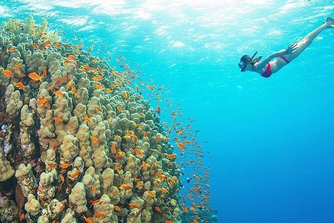 Mnemba Island, Nungwi Village & Sea Turtle Experience - Timing, Pace And What To Bring